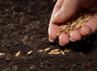 ASTROLOGIA, CONTAMINAZIONE FRA ARTI, AGRICOLTURA