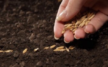 ASTROLOGIA, CONTAMINAZIONE FRA ARTI, AGRICOLTURA