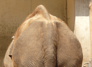 La previsione a “posteriori”