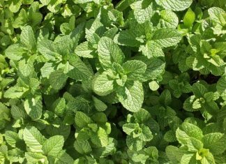 Un amore di Ade – Myntha. Un modo di vivere il tradimento e l’offesa