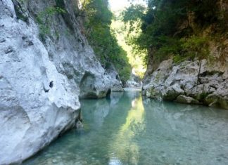 La volpe e l’uva… secondo me, qualcuno ha esagerato con il succo fermentato.