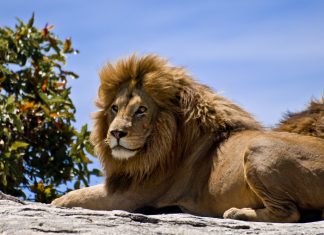 M-L. von Franz, Jung e il segno del Leone