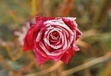 13 gennaio 2019 – Prendiamoci cura di noi