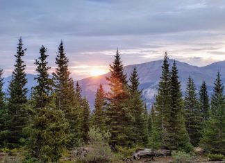 L’Abete – La Realizzazione e il Destino