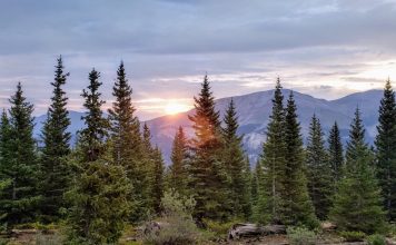 L’Abete – La Realizzazione e il Destino