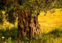 Toro: OroscopoRacconto del mese di Maggio 2019