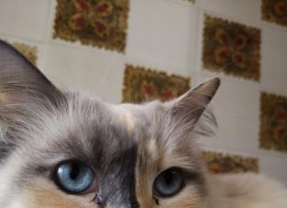 Le previsioni: salviamo il Gatto di Schrödinger