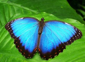 Astrologia, simbolo, racconto