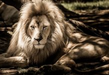 Il Leone di Nemea – la conquista dell’Ombra e del femminile