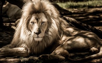 Il Leone di Nemea – la conquista dell’Ombra e del femminile