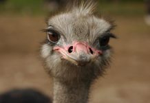 La volpe, il dromedario e lo struzzo: Mercurio e Plutone