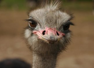 La volpe, il dromedario e lo struzzo: Mercurio e Plutone