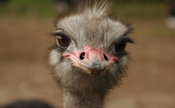 La volpe, il dromedario e lo struzzo: Mercurio e Plutone