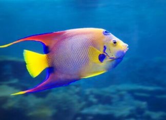 Marte in Pesci – 13 maggio 2020