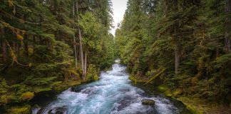 Il Segno dei Pesci e la fatica di Ercole: le stalle di Augia