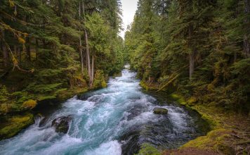 Il Segno dei Pesci e la fatica di Ercole: le stalle di Augia