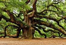 La quercia e la fragola