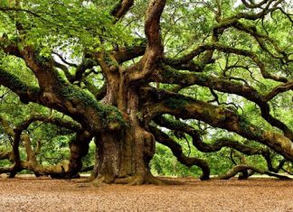 La quercia e la fragola