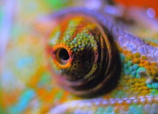 E noi: quanto siamo trasformisti? Chiediamolo a Giove.