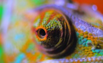 E noi: quanto siamo trasformisti? Chiediamolo a Giove.