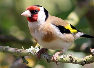 Alla ricerca dell’identità – Il cacciatore e la cucitrice. Una fiaba della Gran Bretagna