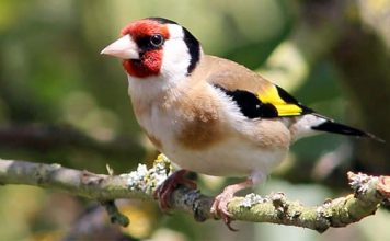 Alla ricerca dell’identità – Il cacciatore e la cucitrice. Una fiaba della Gran Bretagna