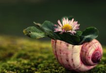 Il Ris-veglio, la XII Casa: uno dei tantissimi significati