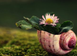 Il Ris-veglio, la XII Casa: uno dei tantissimi significati