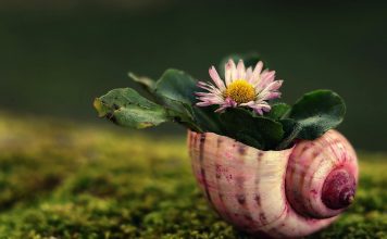 Il Ris-veglio, la XII Casa: uno dei tantissimi significati